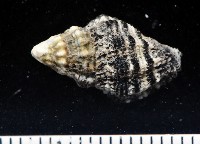 藏品(稜結螺)的圖片