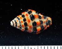 藏品(熊峨螺)的圖片