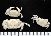 藏品(白假方蟹)的圖片