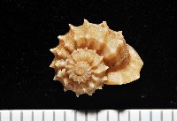 藏品(桂冠花冠螺)的圖片