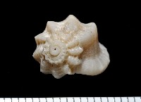 藏品(盔甲花冠螺)的圖片