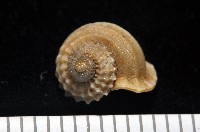 藏品(球花冠螺)的圖片