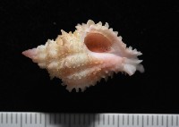 藏品(美少女花仙螺)的圖片