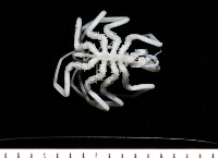 藏品(疣囊吻海蜘蛛)的圖片