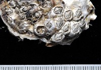 藏品(白脊管藤壺)的圖片