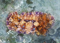 藏品(眼點枝鰓海蛞蝓)的圖片