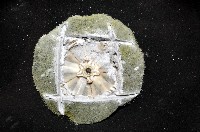 藏品(扁平蛛網海膽)的圖片