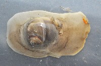 藏品(大玉螺)的圖片