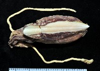 藏品(長腕烏賊)的圖片