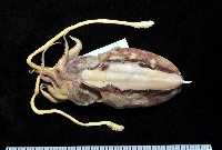 藏品(長腕烏賊)的圖片