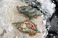 藏品(毛法螺)的圖片