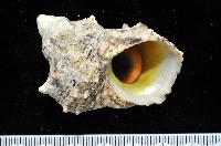 藏品(金口蠑螺)的圖片