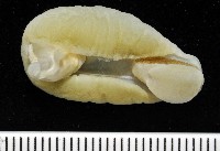 藏品(翡翠螺)的圖片