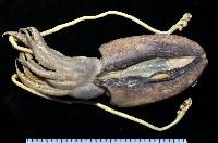 藏品(福斯氏烏賊)的圖片