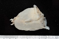 藏品(龍骨海鹿螺(龍骨截尾海兔))的圖片