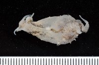 藏品(條紋背肛海兔)的圖片