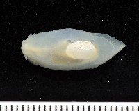 藏品(斑葉海兔)的圖片