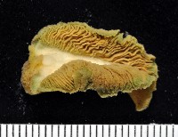 藏品(密毛平鰓海天牛)的圖片