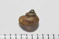 藏品(檜谷東洋蝸)的圖片