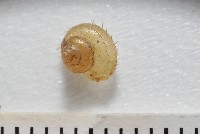 藏品(多田東洋蝸)的圖片