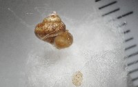 藏品(多田東洋蝸)的圖片