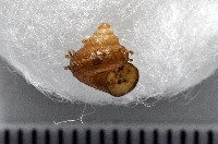 藏品(張氏東洋蝸)的圖片