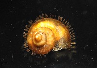 藏品(倍葉東洋蝸)的圖片