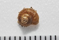 藏品(飯匙東洋蝸)的圖片