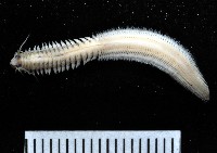 藏品(未知種圍沙蠶)的圖片