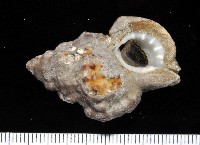 藏品(美珠翼法螺)的圖片