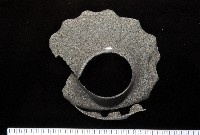 藏品(大玉螺)的圖片