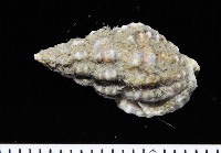 藏品(粗紋織紋螺)的圖片