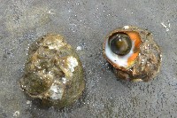 藏品(珠螺)的圖片