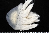 藏品(端鞭水母)的圖片