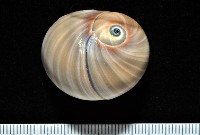 藏品(大玉螺)的圖片