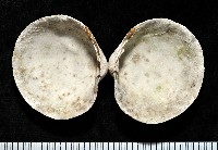 藏品(無齒滿月蛤)的圖片