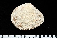 藏品(波紋櫻蛤)的圖片