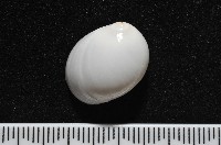 藏品(白玉螺)的圖片