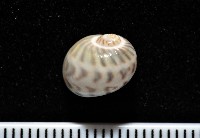 藏品(小灰玉螺)的圖片