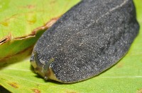 藏品(皺足蛞蝓)的圖片