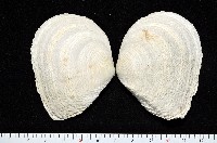 藏品(波紋櫻蛤)的圖片