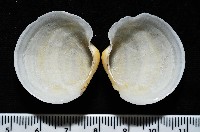 藏品(未知種無齒蛤)的圖片