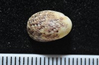 藏品(圓舟蜑螺)的圖片