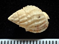 藏品(多刺織紋螺)的圖片