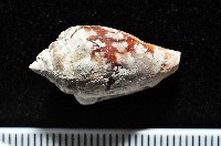 藏品(黑嘴鳳凰螺)的圖片