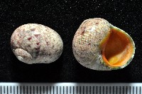 藏品(金口鐘螺)的圖片