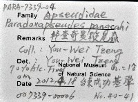 藏品(邦查奇異鞭尾蟲(新種))的圖片