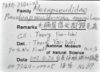 藏品(毛觸鬚偽近鞭尾蟲)的圖片