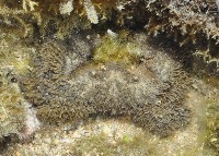 藏品(蝙蝠毛刺蟹)的圖片