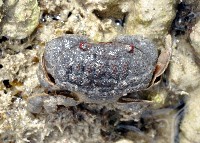 藏品(絨毛仿銀杏蟹)的圖片